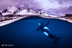 عکس‌های برگزیده مسابقه عکاسی اقیانوس سال ۲۰۱۸