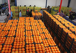 تعقیب قیمت پرتقال؛ از باغ‌های مازندران تا میوه فروشی‌های پایتخت + فیلم