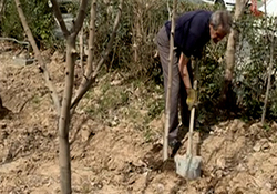 سونامی یک میلیارد درخت برای بیابان زدایی در پاکستان + فیلم