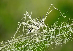 شش گیاهی که حشرات را از خانه شما دور می‌کنند + فیلم
