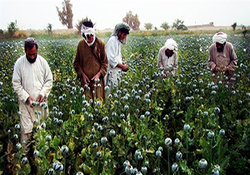 محصولات مزارع بی انتهای خشخاش افغانستان آماده برداشت + فیلم