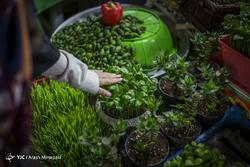 بازار گل و گیاه در آستانه نوروز