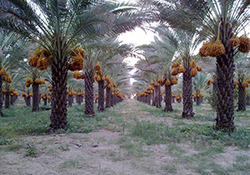 وقتی در هوای خرما پزان بوشهر درختان نخل با اصلاح الگوی آبیاری به ثمر می نشینند + فیلم