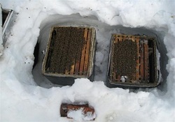 تولید ۵۰ کیلوگرم عسل در زیر سقف یک خانه + فیلم