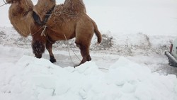 بارش برف سیاه در سیبری! + فیلم