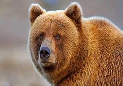 فیلمی زیبا از حضور خرس‌ها در جنگل سوادکوه