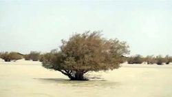 کشف سنگ نگاره در سیستان و بلوچستان حین تفریح! + فیلم