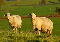 ذبح گوسفندان دم دراز برای تنظیم بازار گوشت + فیلم