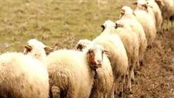 گوسفندهای ایران، مهمان سفره‌های عمان + فیلم