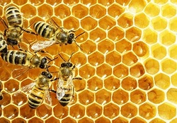روزی برای بزرگداشت زنبور عسل + فیلم