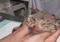 فیلمی دلخراش از زجرکش کردن حیوانات برای آزمایش محصولات دارویی