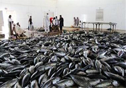 مرگ مرموز هزاران ماهی در ساحل خلیج پیلتون + فیلم