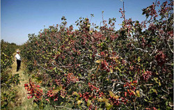 بومی شدن تولید بذر سیب زمینی توسط محققان اردبیلی + فیلم