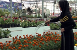 بازدید گردشگران خارجی از یک کارگاه فرش در نائین + فیلم