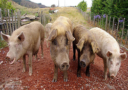 زجرکش کردن خوک‌ها در کشتارگاه + فیلم