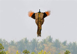 فیلمی دیدنی از سرزمین طاووس‌ها