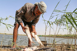 صید پره در انزلی