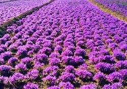 ماجرای فروش زعفران ۹۰ میلیون تومانی در ترکیه چیست؟ + فیلم