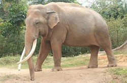 حمله فیل به روستاییان حین خارج کردن بچه فیل از چاله + فیلم