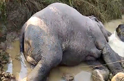 جراحی موفقیت آمیز یک فیل وسط باغ وحش + فیلم