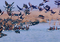 بایدها و نبایدهای غذا دادن به پرندگان مهاجر در دریاچه چیتگر + فیلم