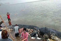 پیدا شدن نهنگ گوژپشت ۱۱ متری در سواحل برزیل + فیلم