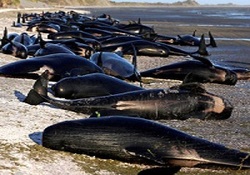 فاجعه زیست محیطی که با کالبدشکافی معده یک نهنگ برملا شد + فیلم