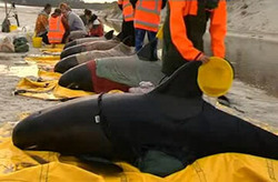 پیدا شدن نهنگ گوژپشت ۱۱ متری در سواحل برزیل + فیلم