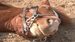محافظت جالب اسب از صاحب خود در برابر حملات گاو + فیلم