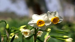 مدرسه سازی در مناطق کم برخوردار خوزستان + فیلم