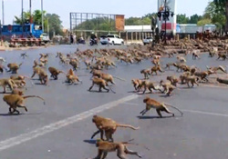 پرسه زدن یک کانگورو در خیابان‌های خالی شهر آدلاید استرالیا + فیلم