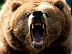 نجات توله خرس‌های سرگردان در مرودشت + فیلم