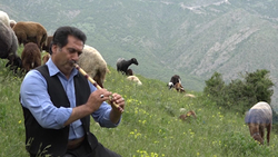 کارآفرینی در ارتفاعات مازندران توسط یک جوان خوش فکر + فیلم