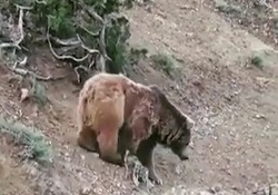 فیلمی زیبا از حضور خرس‌ها در جنگل سوادکوه