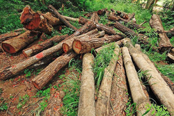 نابود کردن جنگل‌های زاگرس به بهانه صید سنجاب + فیلم