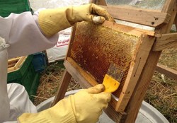 آشنایی با عسلی‌ترین روستای استان لرستان/ تولید سالانه ۶۰۰ تن عسل توسط ۲۱۰ پرورش دهنده زنبور + فیلم