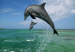 دلفین‌هایی که منظره زیبای هرمز را چشم‌نوازتر می‌کنند + فیلم