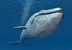 کشیک کشیدن جالب نهنگ‌های قاتل برای شکار شیرهای دریایی + فیلم