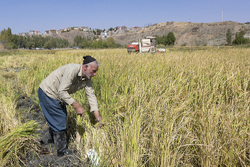 برداشت سیب در سمیرم