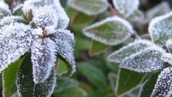 سرمازدگی باغات تبریز‎