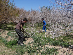 سرمازدگی باغات تبریز‎