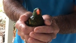 نجات پرندگان گرفتار با پهپاد + فیلم