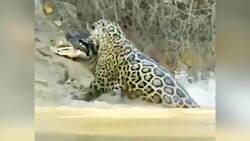 حمله تمساح به گورخر و گاومیش + فیلم