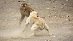 دزدیدن لقمه از دهان یک نگهبان، توسط میمون گرسنه! + فیلم