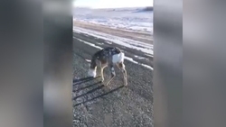 تیراندازی به سمت یک سگ در استان ایرکوتسک روسیه + فیلم