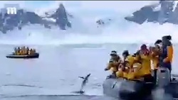 اجتماع دیدنی نهنگ‎‌ها کنار یک قایق + فیلم