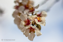 شکوفه‌های زیبای بهاری - سامان