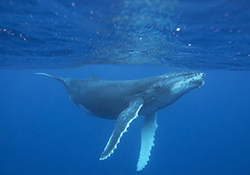 کشیک منظوردار نهنگ‌های قاتل برای شیر دریایی + فیلم