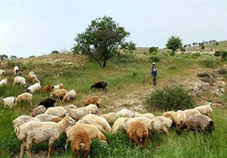 طوفانی که دلهره به جان کشاورزان انداخت + فیلم