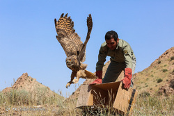 رها سازی تعدادی روباه و پرنده در طبیعت استان البرز